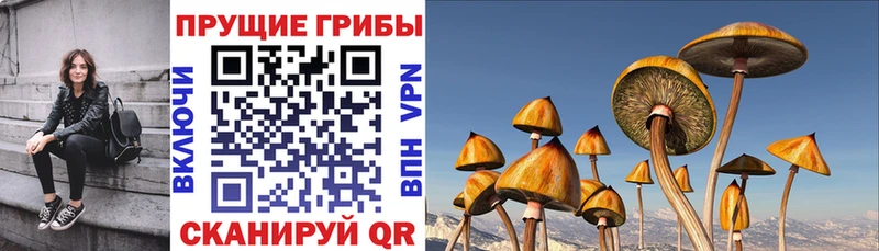 Галлюциногенные грибы Psilocybine cubensis  Мегион 
